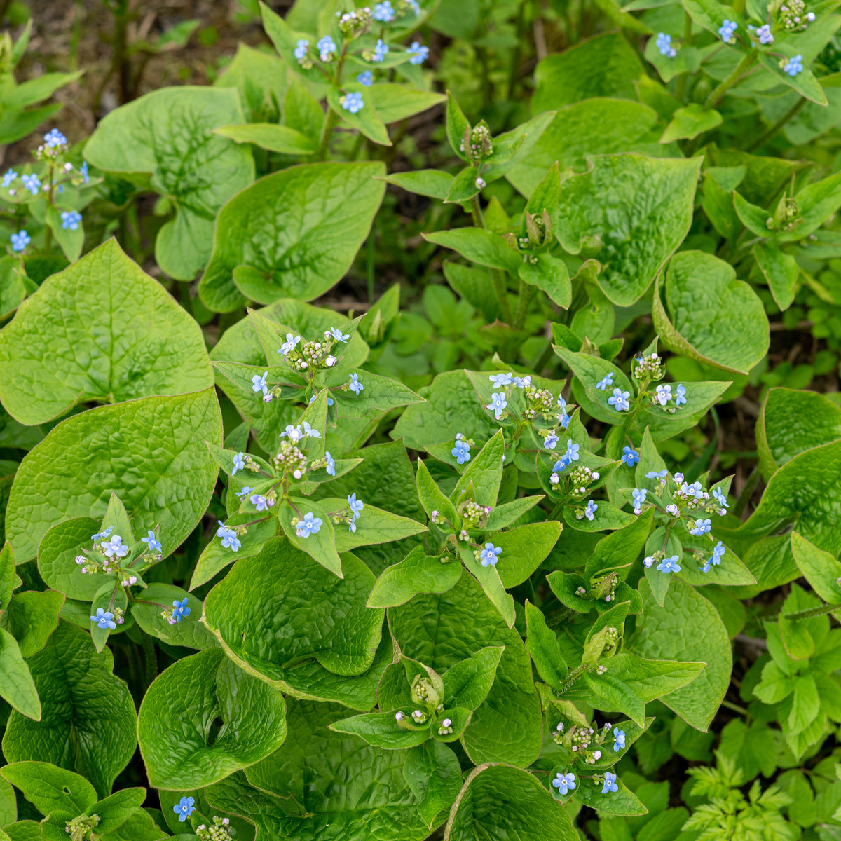 Brunnera sibirica - Buglosse de Sibérie - Plantes vivaces