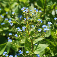 Buglosse de Sibérie - Brunnera sibirica - Bakker