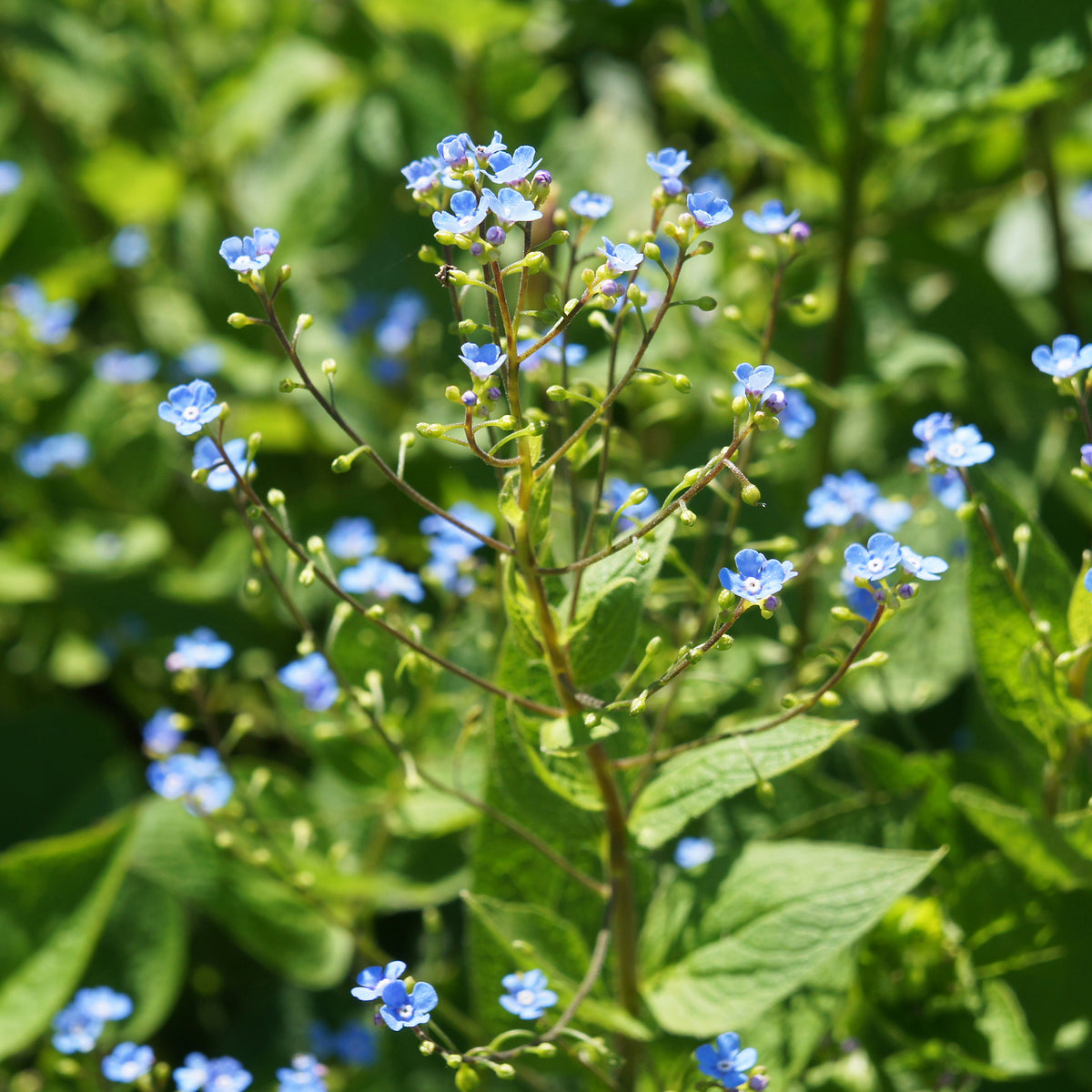 Buglosse de Sibérie - Brunnera sibirica - Bakker
