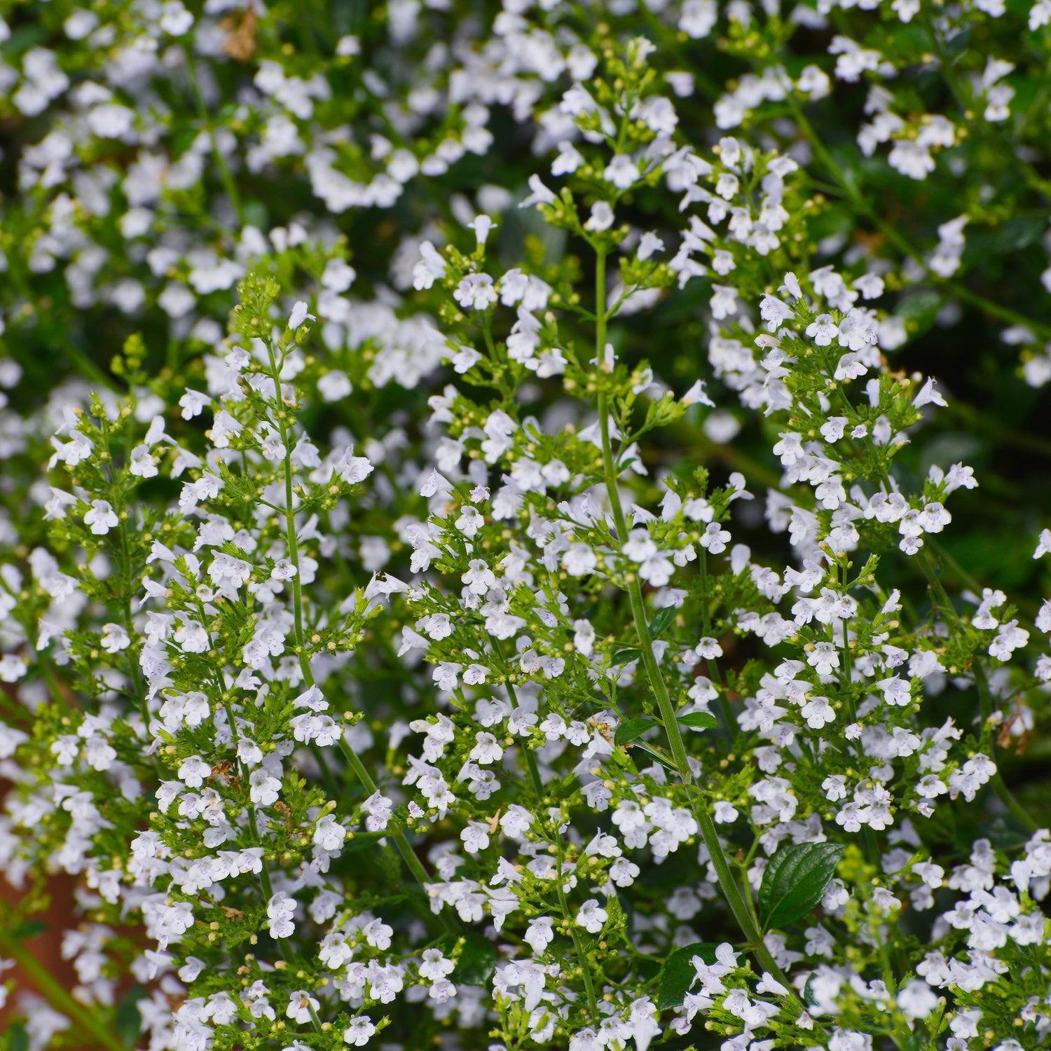 Calamintha nepeta - Calament népéta