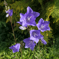 Campanules - 3 Campanules à feuilles de pêcher - Campanula persicifolia