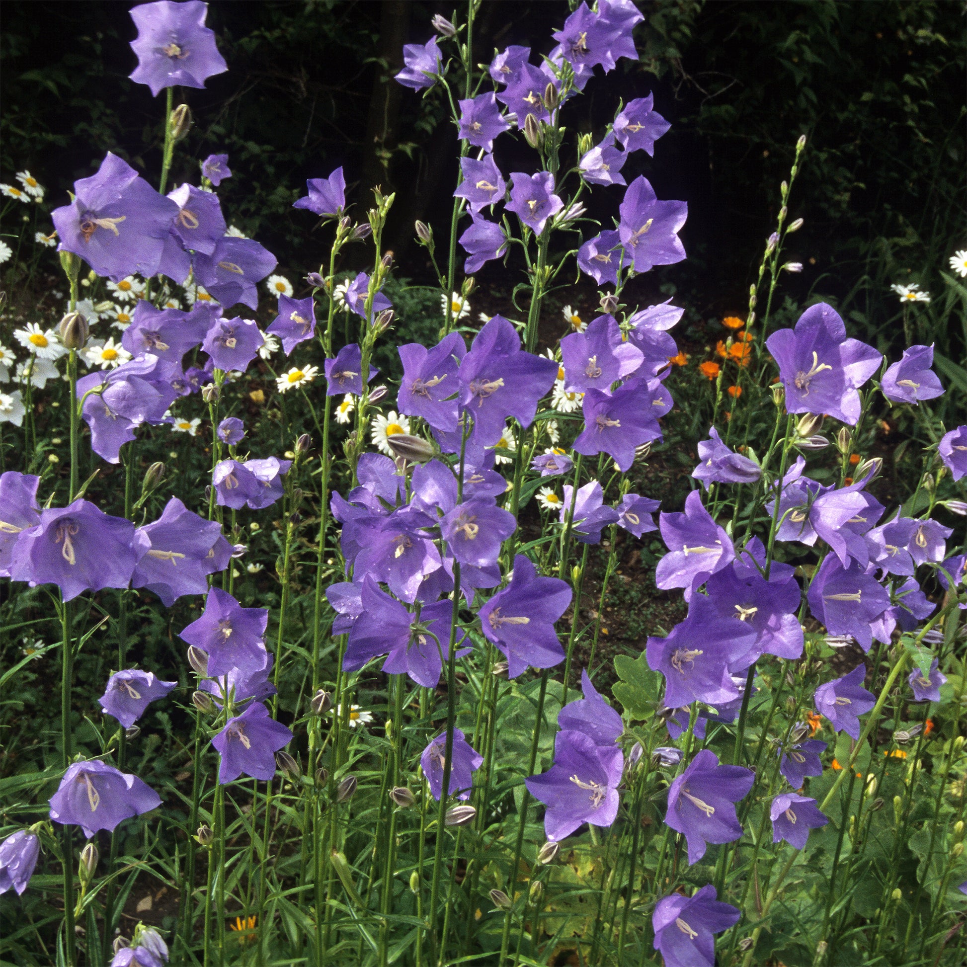 Campanula persicifolia - 3 Campanules à feuilles de pêcher - Campanules