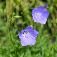 3 Campanules à feuilles de pêcher - Bakker