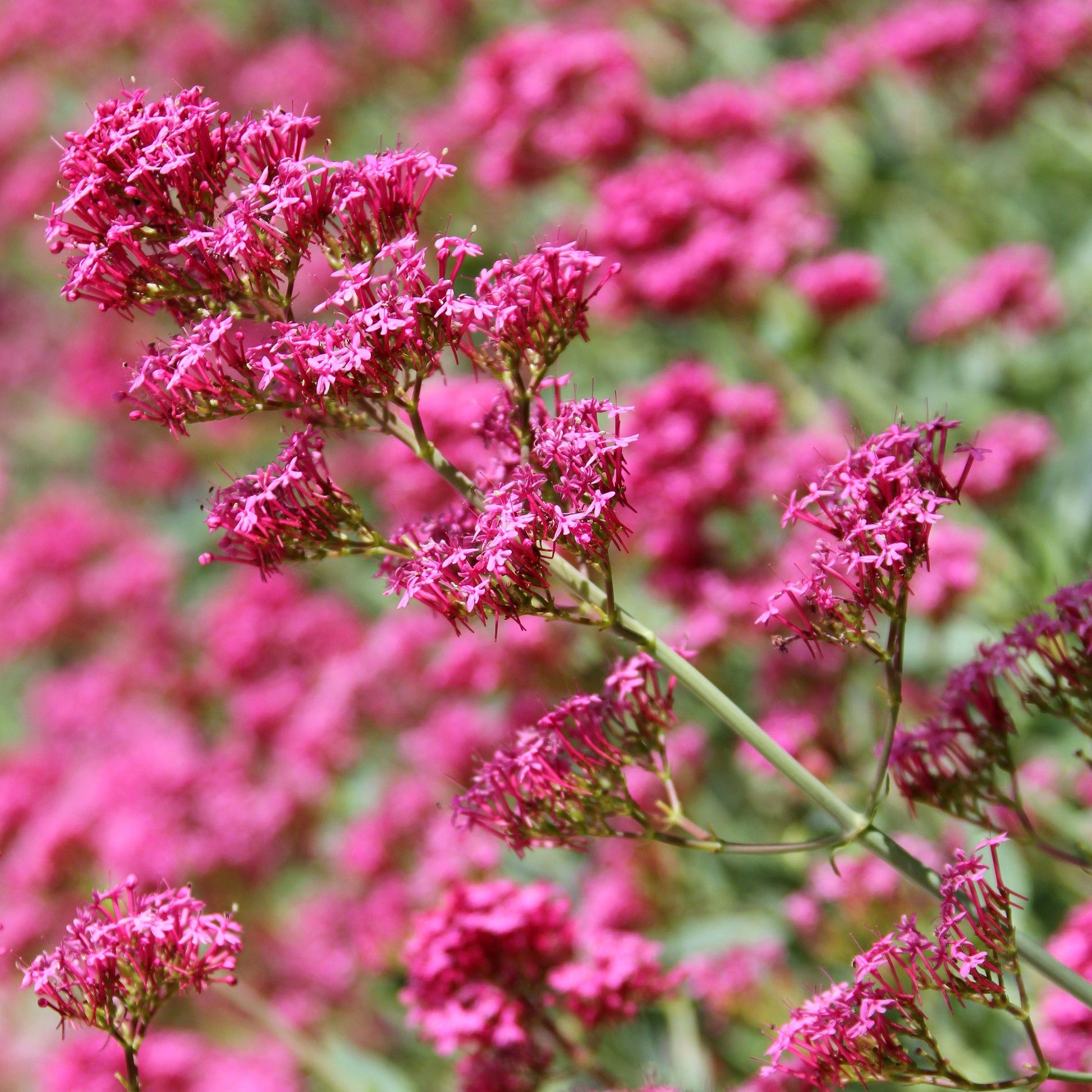Valériane coccineus - Centranthus ruber coccineus - Bakker