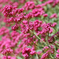 3 Valérianes rouges