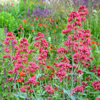 Centranthus ruber coccineus - Valériane coccineus - Plantes vivaces
