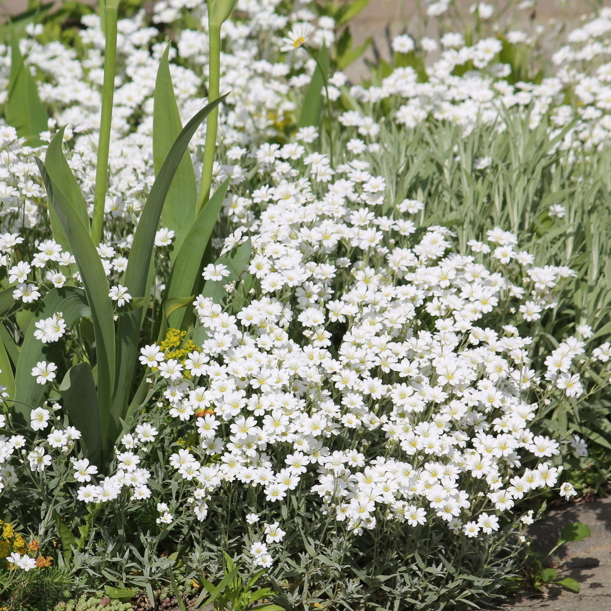 Céraiste de Bieberstein - Cerastium biebersteinii - Bakker