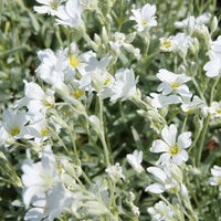 Plantes vivaces - Céraiste de Bieberstein - Cerastium biebersteinii