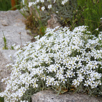 Céraiste Yo Yo - Cerastium tomentosum yo yo - Bakker