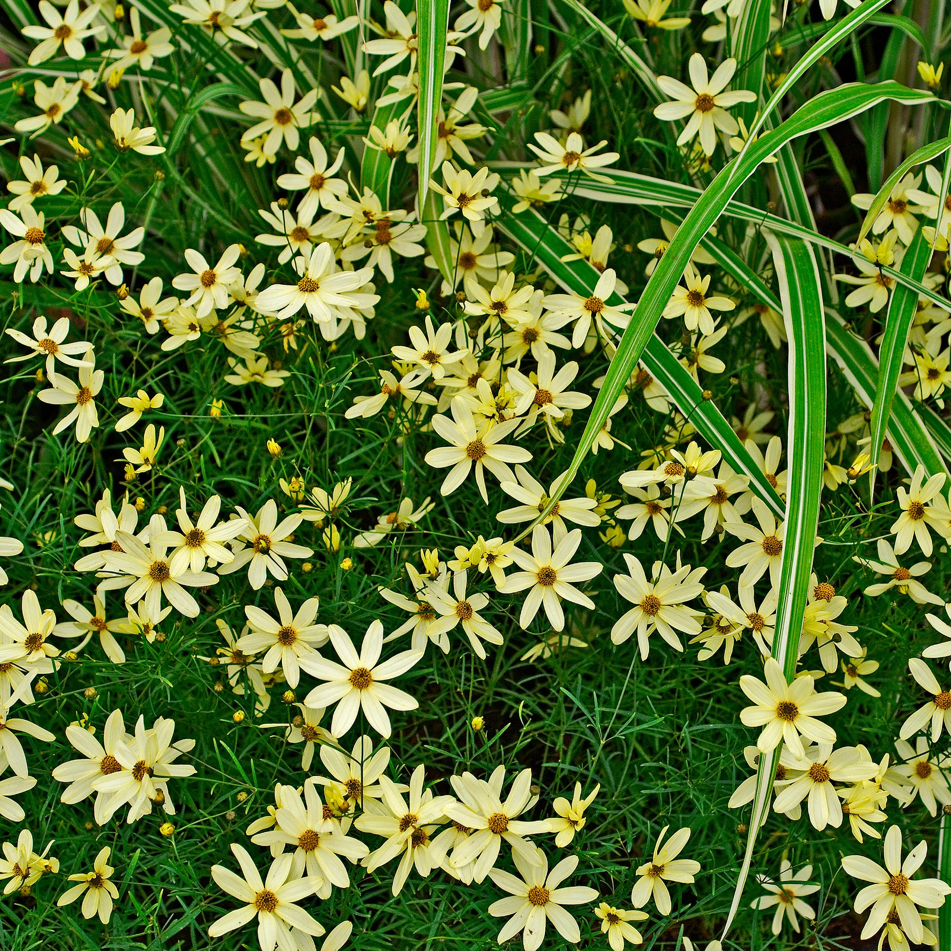 Coreopsis verticillata Moonbeam - Coréopsis verticillé Moonbeam - Coréopsis