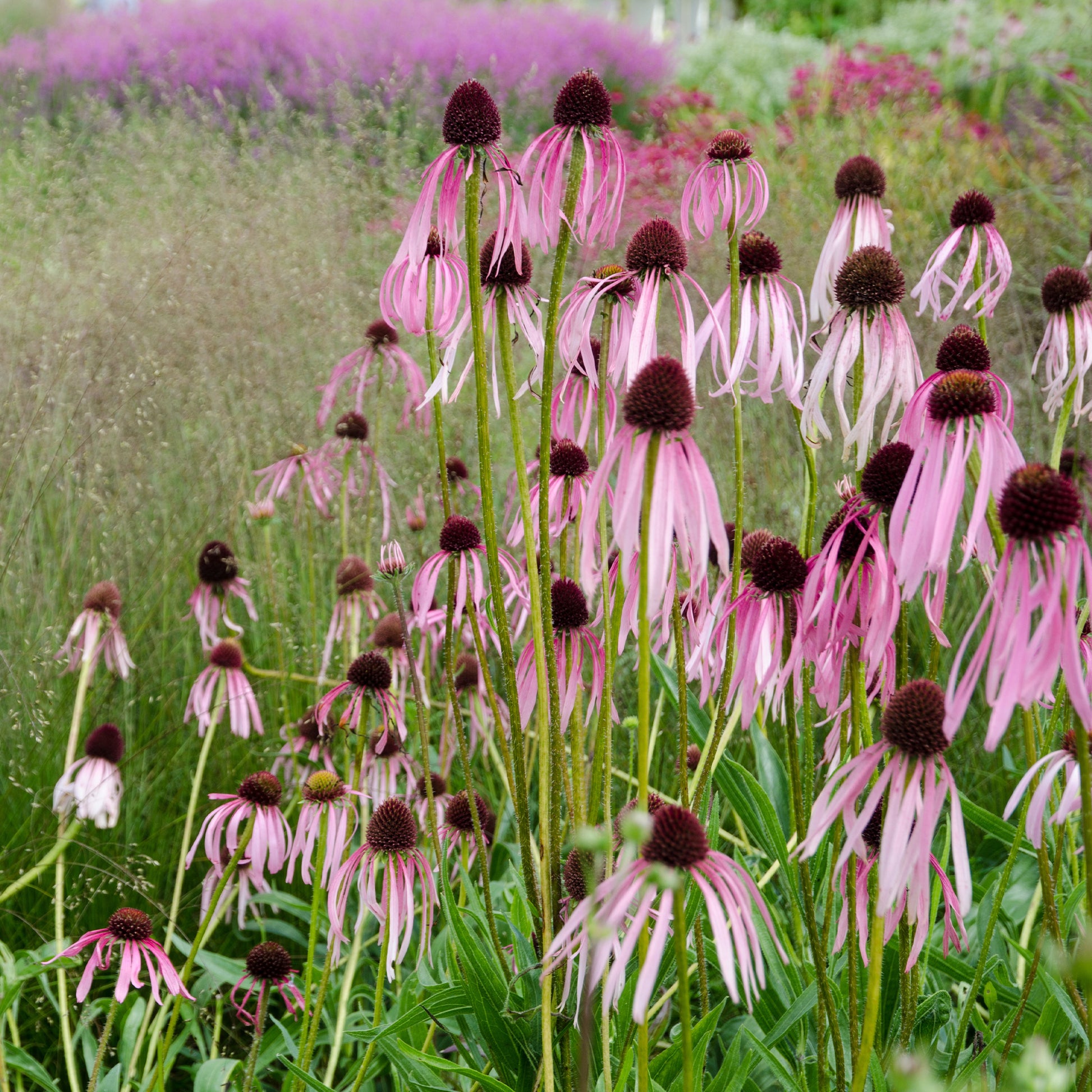 Echinacea pallida - Rudbeckia pâle - Echinacea - Plantes vivaces