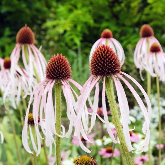 Rudbeckia pâle - Echinacea - Bakker
