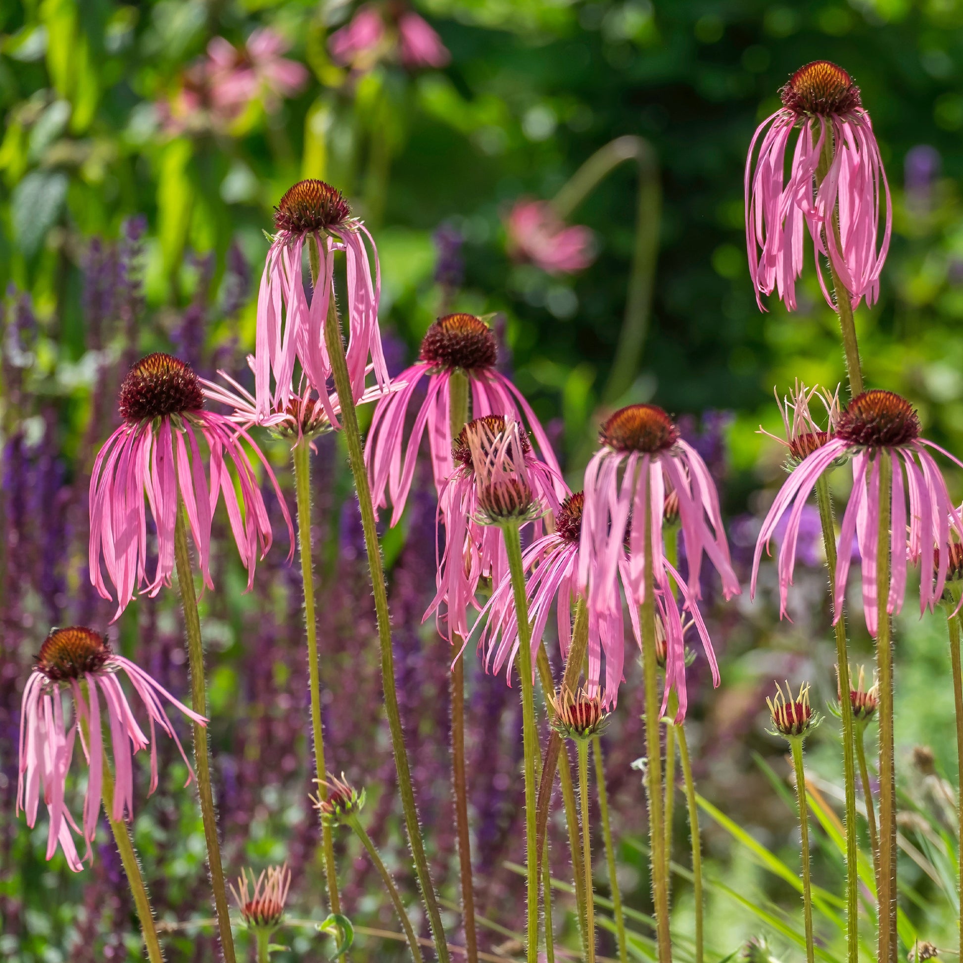 Rudbeckia pâle - Echinacea - Echinacea pallida - Bakker