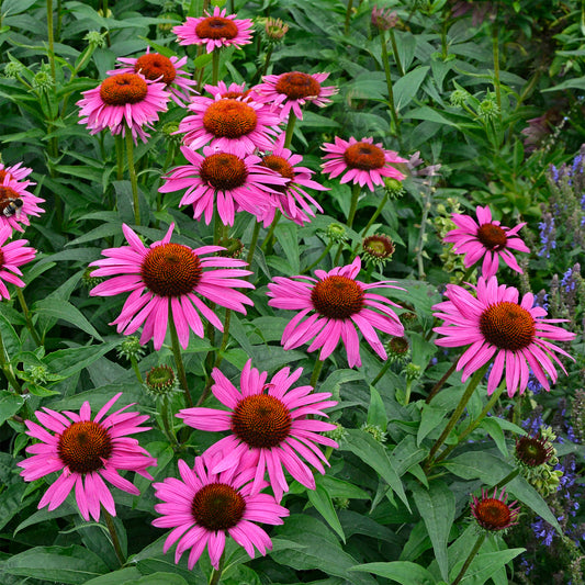 Rudbeckia pourpre Fatal Attraction- Echinacea - Bakker