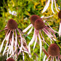 Rudbeckia pâle Hula Dancer Echinacée pâle Hula Dancer - Bakker