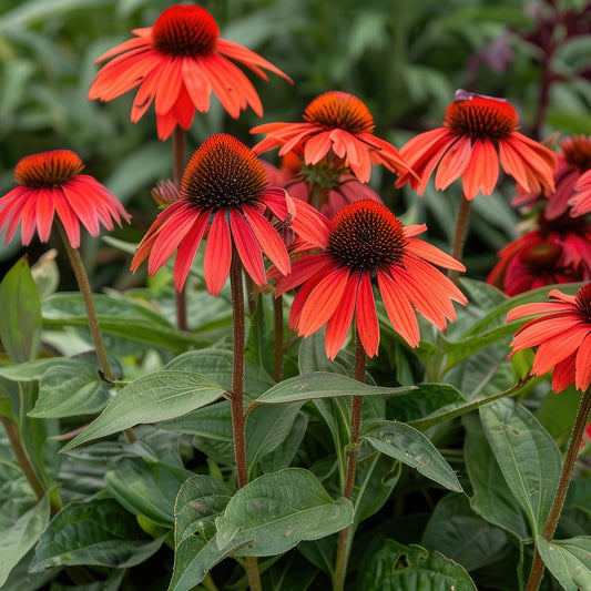 Rudbeckia Tomato soup Echinacée pourpre