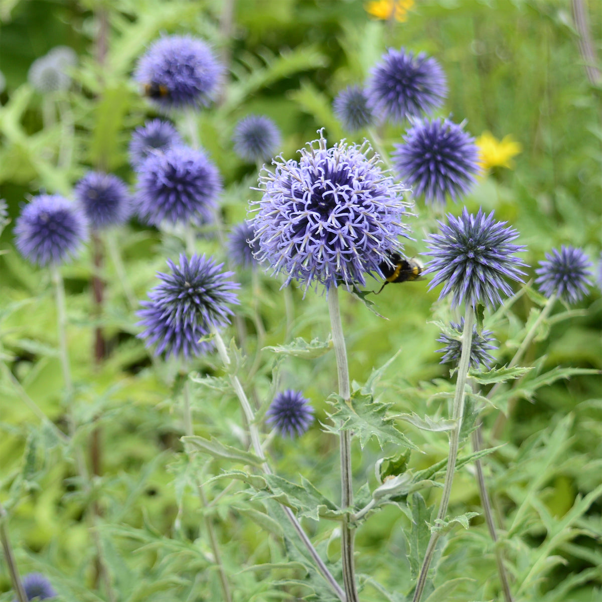 Boule azurée - Chardons boule - Echinops ritro - Bakker