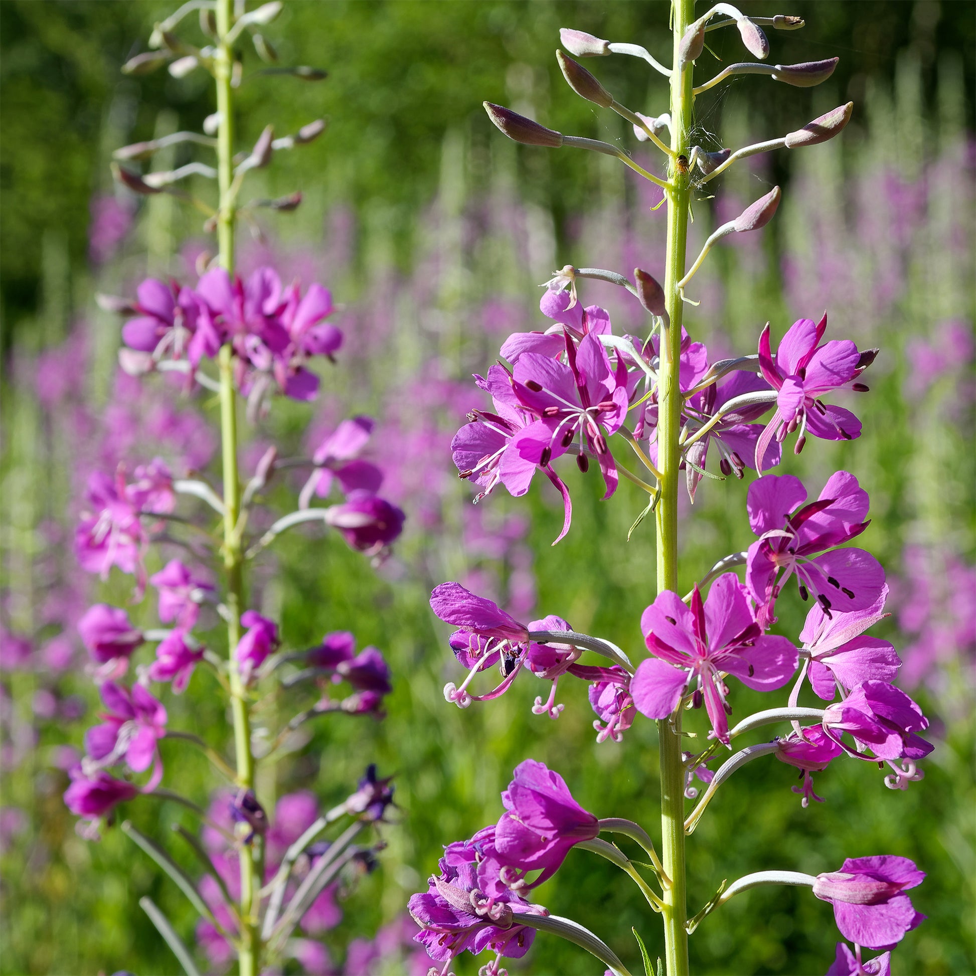 Épilobe - Epilobium angustifolium - Bakker