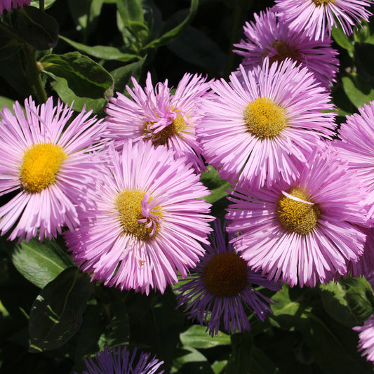 3 Vergerette Rosa Jewel - Erigeron