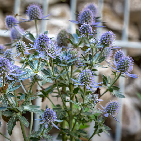 Panicaut à feuilles planes Blauer Zwerg Chardon bleu