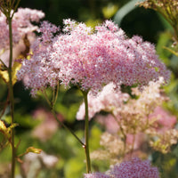 Filipendule rouge Venusta - Reine des près - Bakker