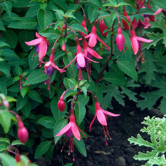 Fuchsia Tom Thumb - Bakker