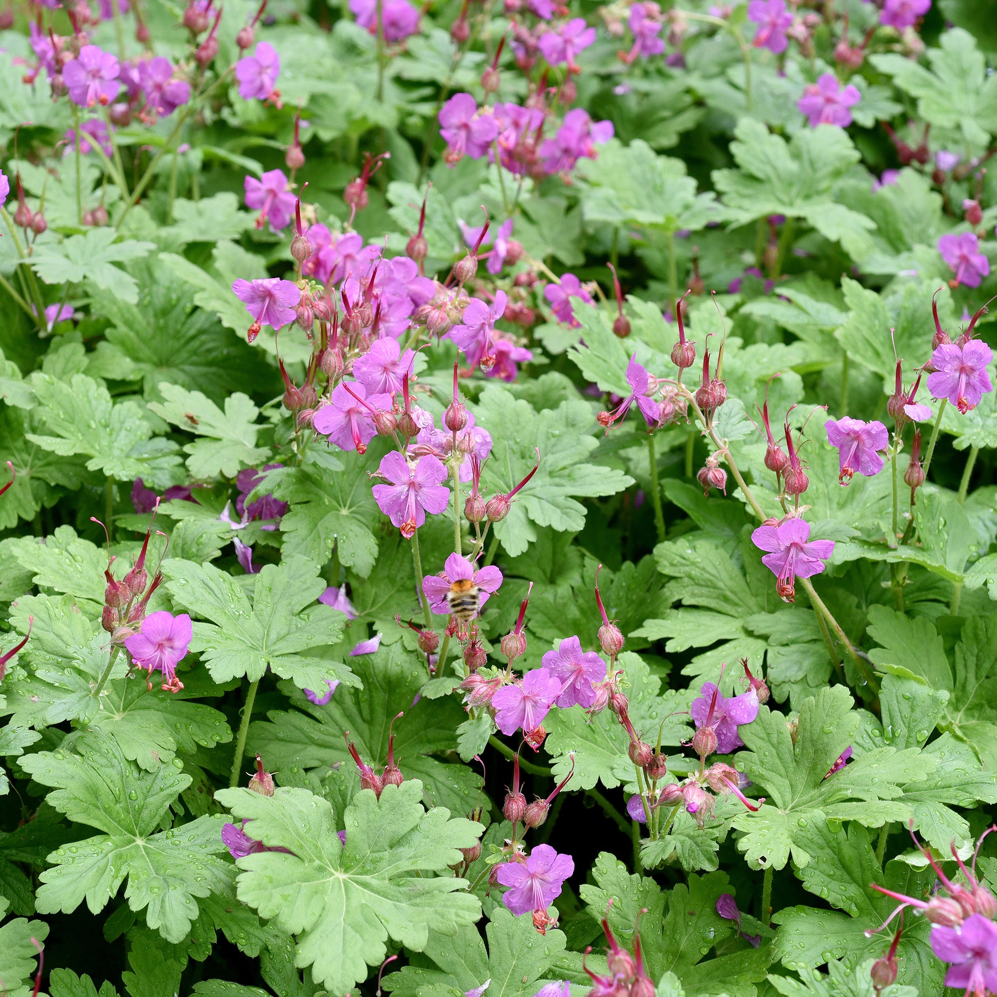 Geranium macrorrhizum - Géranium vivace macrorrhizum - Géraniums
