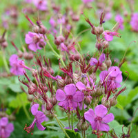 Géranium vivace macrorrhizum - Geranium macrorrhizum - Bakker