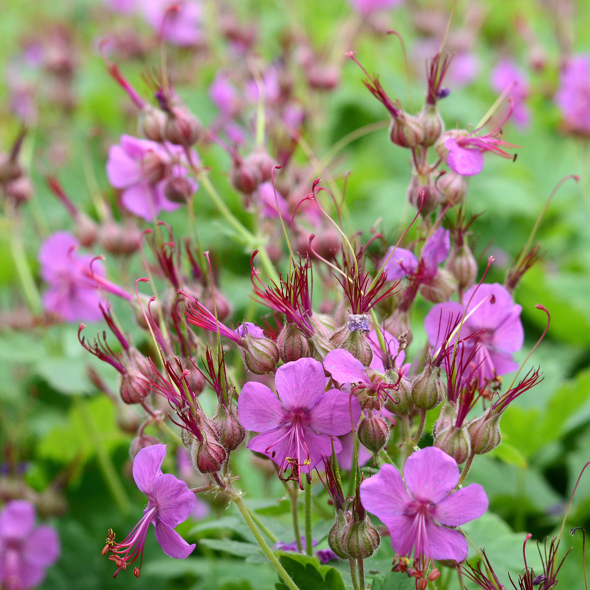 Géranium vivace macrorrhizum - Geranium macrorrhizum - Bakker