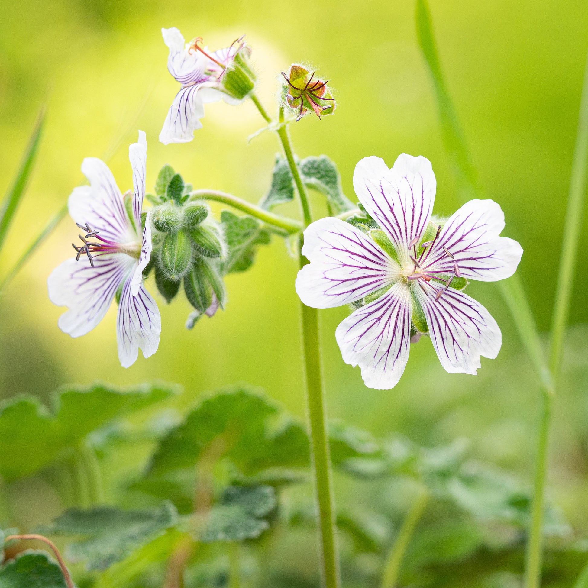 Géranium vivace à feuilles de crèpe - Bakker