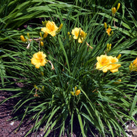 Hémérocalle - Hémérocalle Stella de Oro - Hemerocallis Stella de Oro