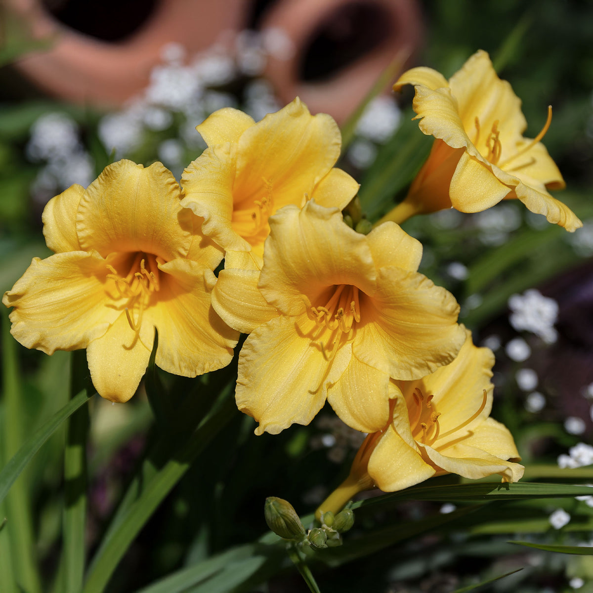 Hemerocallis Stella de Oro - Hémérocalle Stella de Oro - Hémérocalle