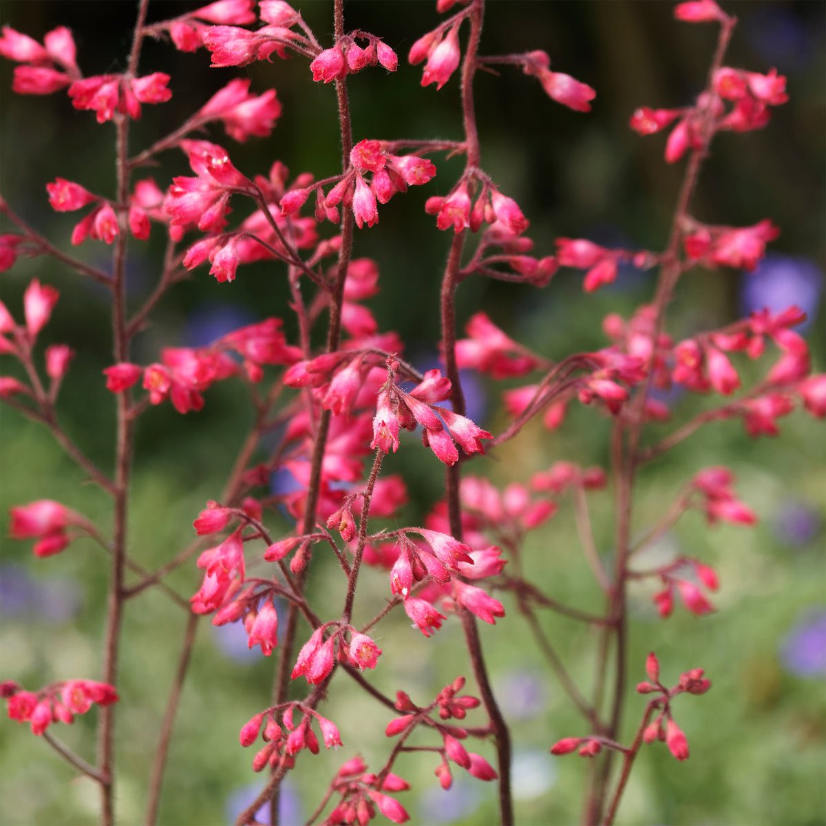Heuchère - Heuchère Pluie de Feu - Heuchera pluie de feu