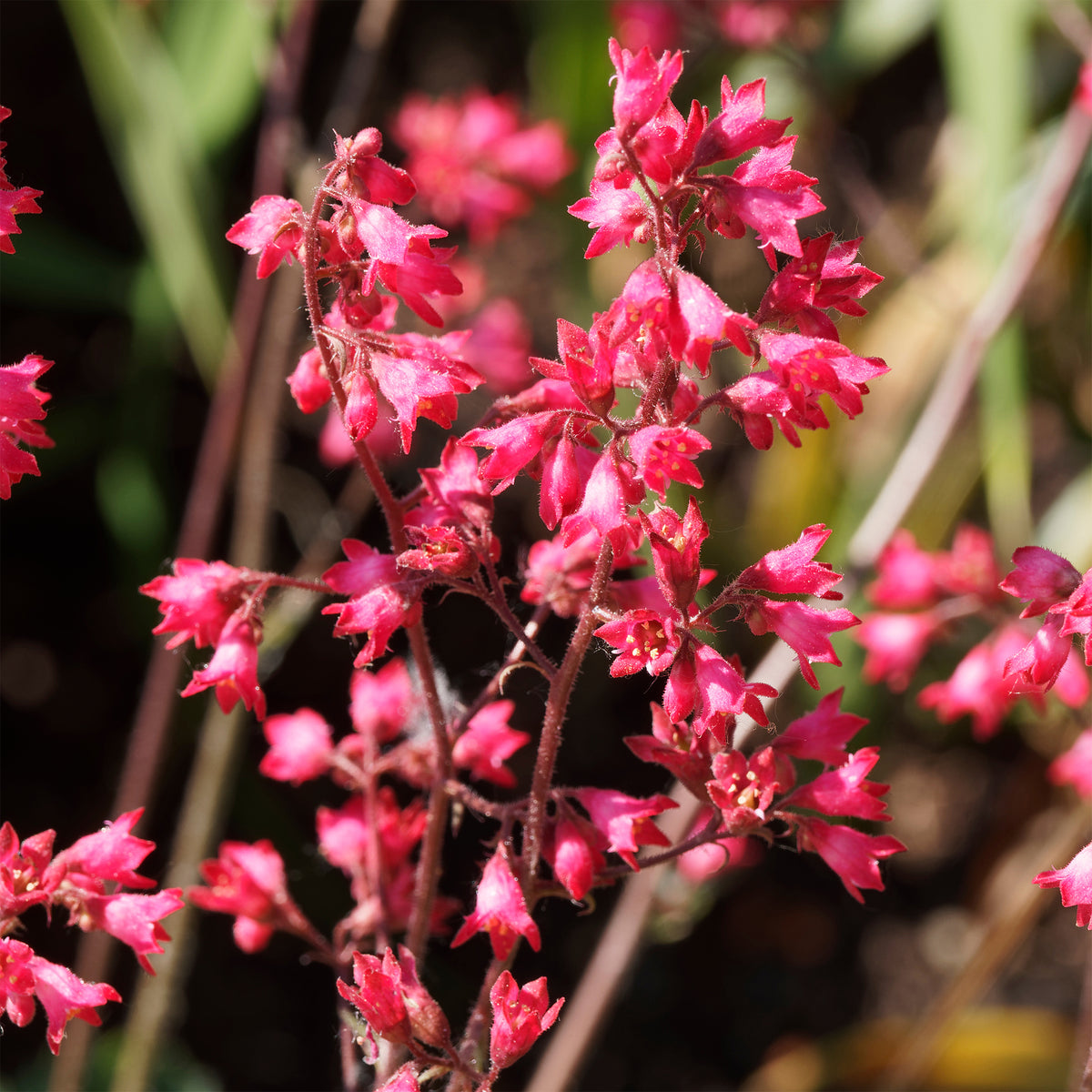 Heuchère Pluie de Feu - Heuchera pluie de feu - Bakker