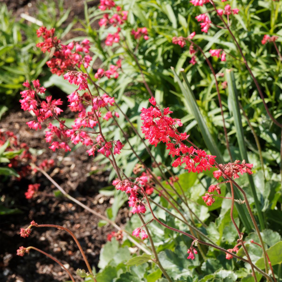 Heuchera pluie de feu - Heuchère Pluie de Feu - Heuchère
