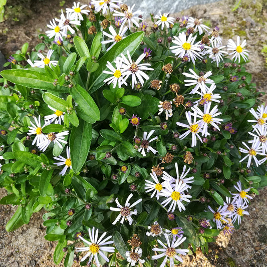 Kaliméris Nana Blue - Bakker