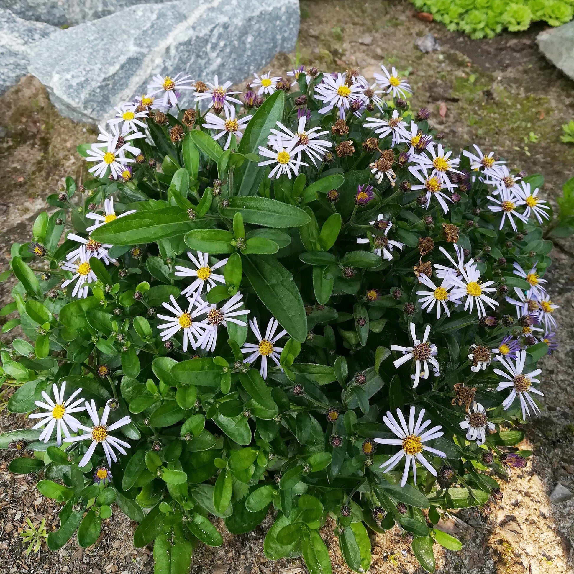 Kaliméris - Kaliméris Nana Blue - Kalimeris incisa nana blue