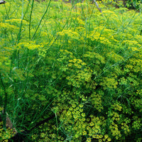 Vente Fenouil commun - Foeniculum vulgare