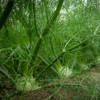 Herbes Aromatiques - Fenouil commun - Foeniculum vulgare