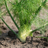 Fenouil commun - Foeniculum vulgare - Bakker