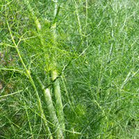 Foeniculum vulgare - Fenouil commun - Herbes Aromatiques