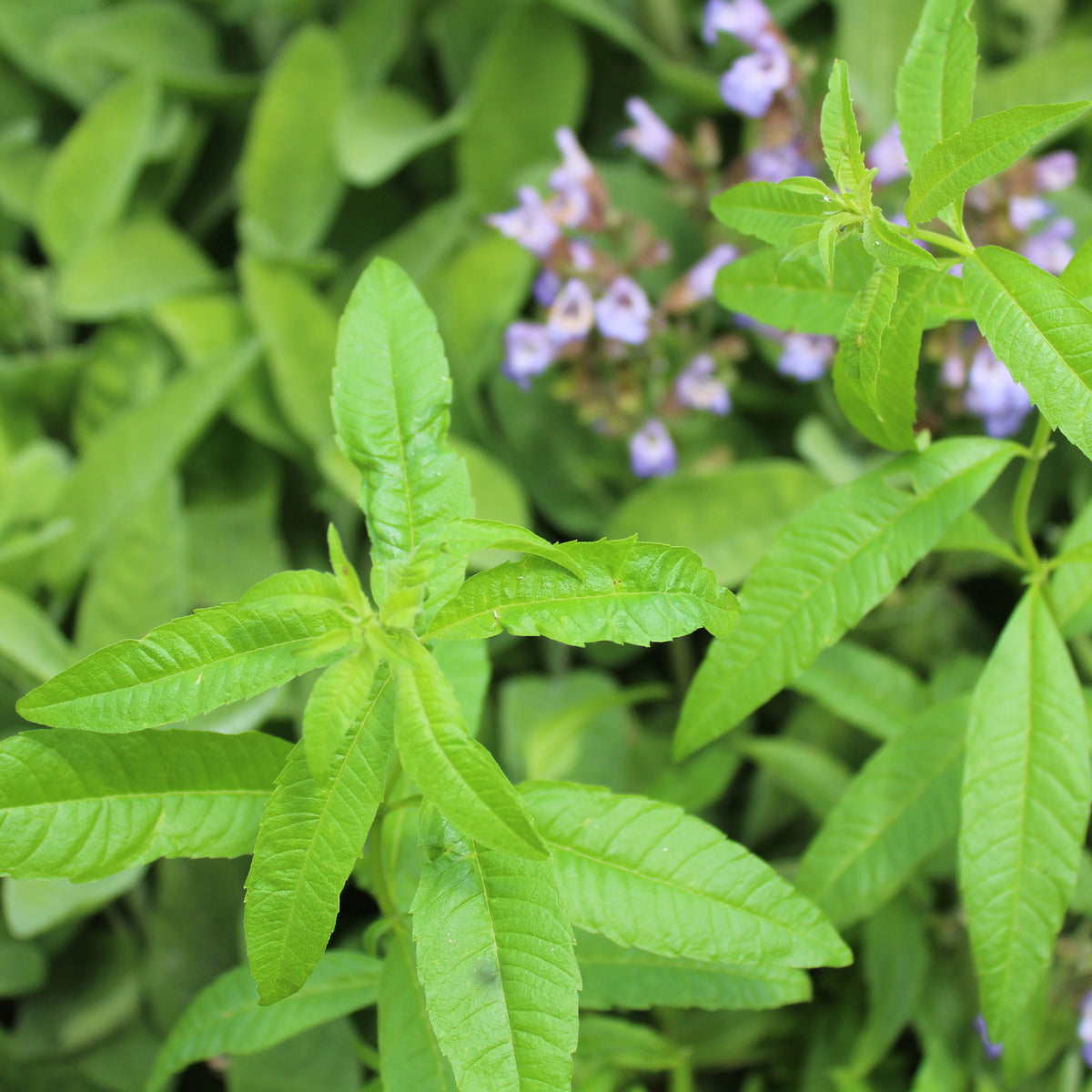 Verveine citronnelle - Bakker