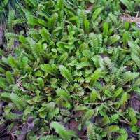 Cotule à bractées - Leptinella squalida - Bakker