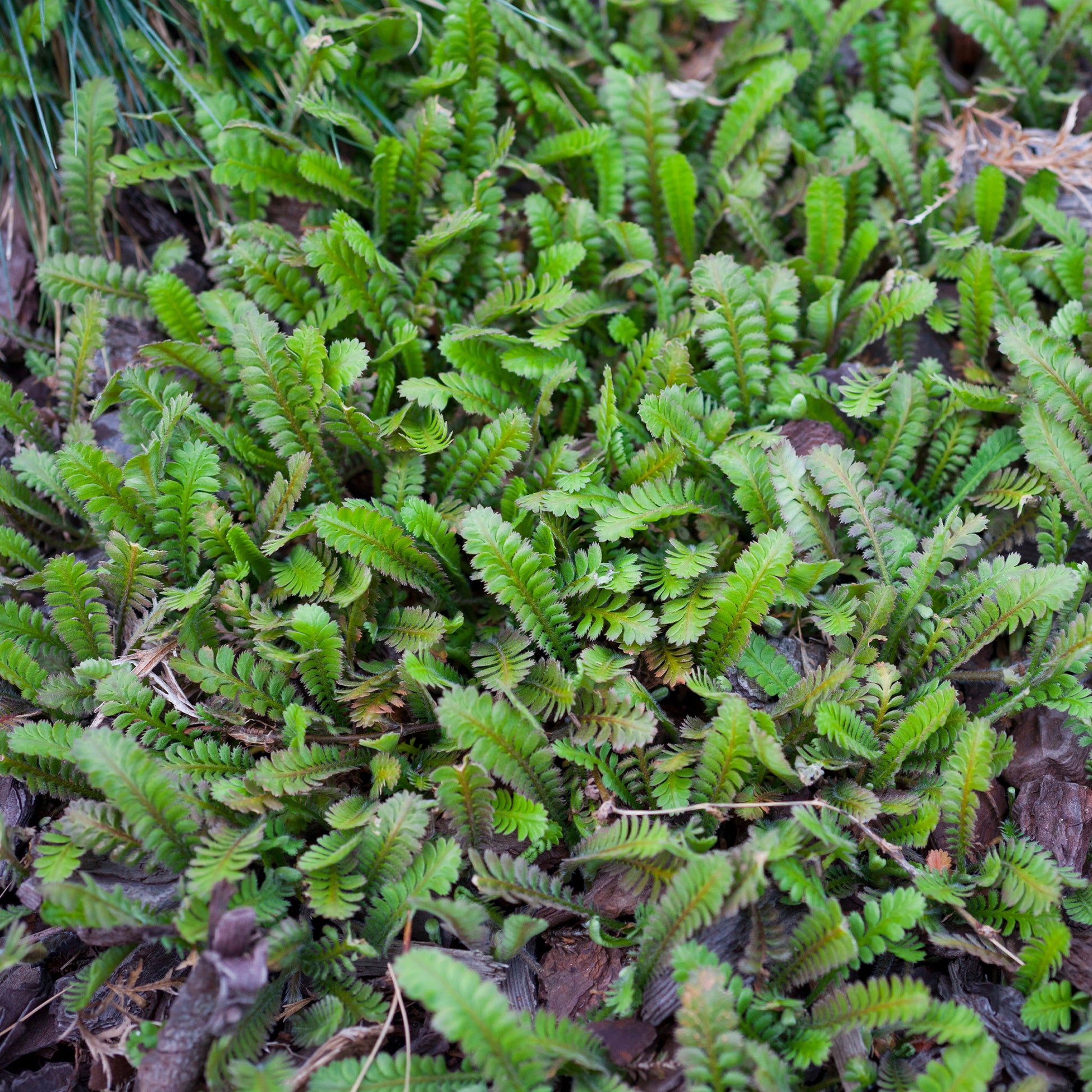 Cotule à bractées - Leptinella squalida - Bakker