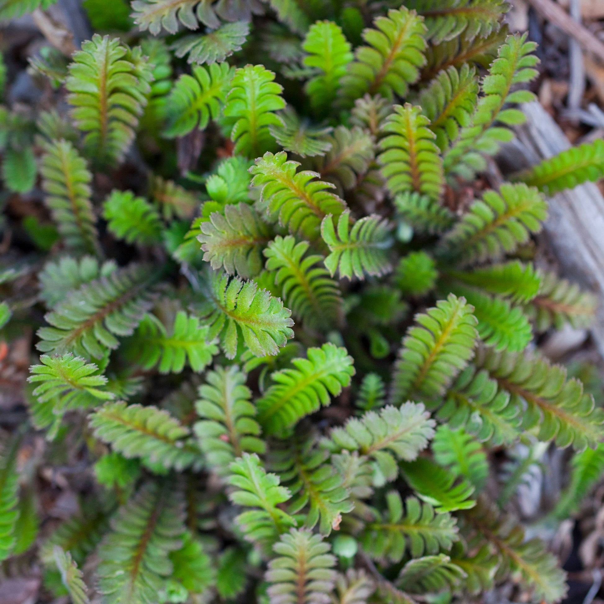 Cotule à bractées - Bakker