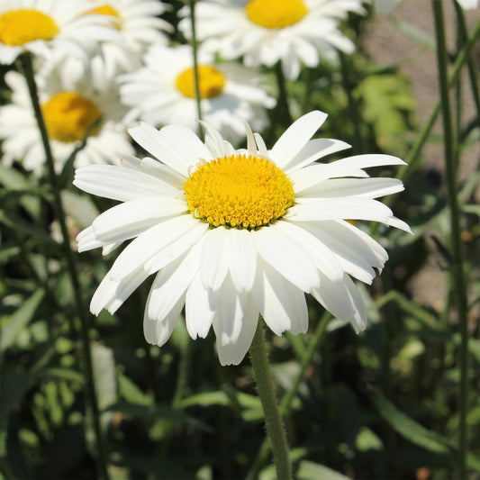 3 Marguerites d'été Alaska - Bakker