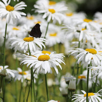 Marguerite d'été Alaska - Bakker