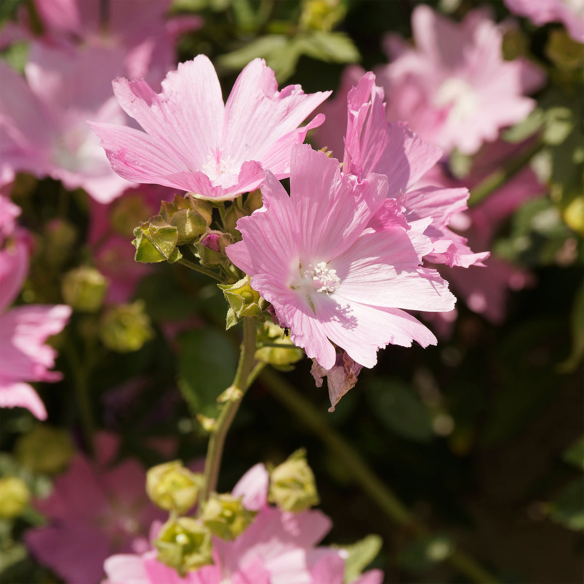Mauve alcée Fastigiata - Bakker