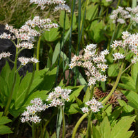 Lierre de Mandchourie Karasuba - Mukdenia rossii karasuba - Bakker