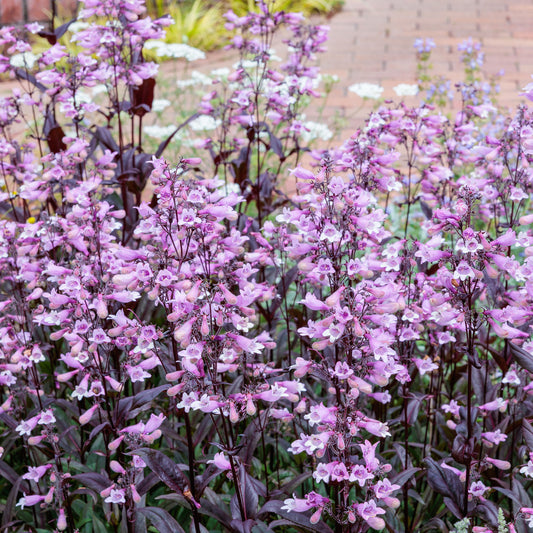 Galane Dark Towers - Penstemon - Bakker